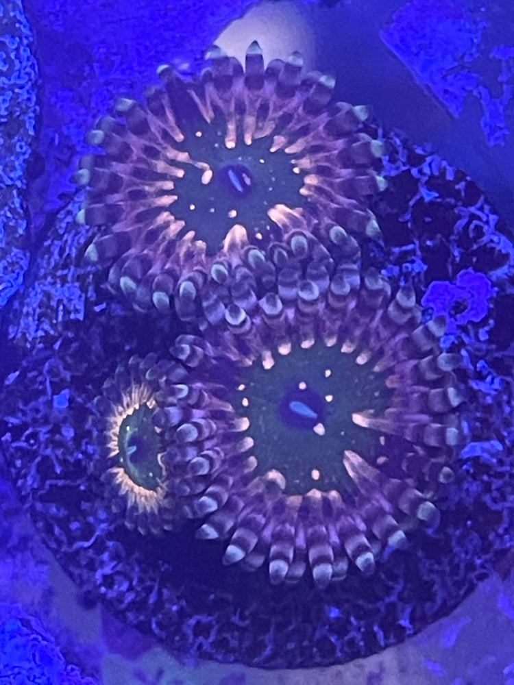Monsters Inc Zoa Frag – 2 Polyps